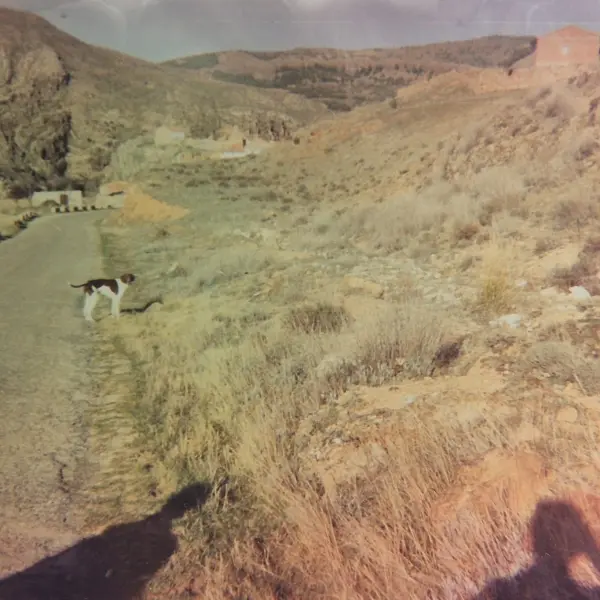 Perro en la carretera de Monterde